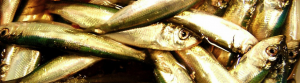 Sardines displayed just after dawn for merchants to peruse and purchase at the Fulton Fish Market in the Bronx (Ivy Meissner)