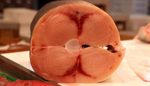 A freshly cut cross-section of swordfish ready to be fileted on the table of the South Street Seafood Corporation stall (Lindsay Peters)