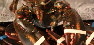 Live American Lobsters are kept in cardboard boxes and covered with newsprint next to the JMS Seafood Company stall (Lindsey Peters)