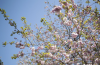 The Brooklyn Botanical Garden’s Cherry Blossom Festivities