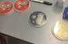 A Dissection of the New School Science Lab Open House