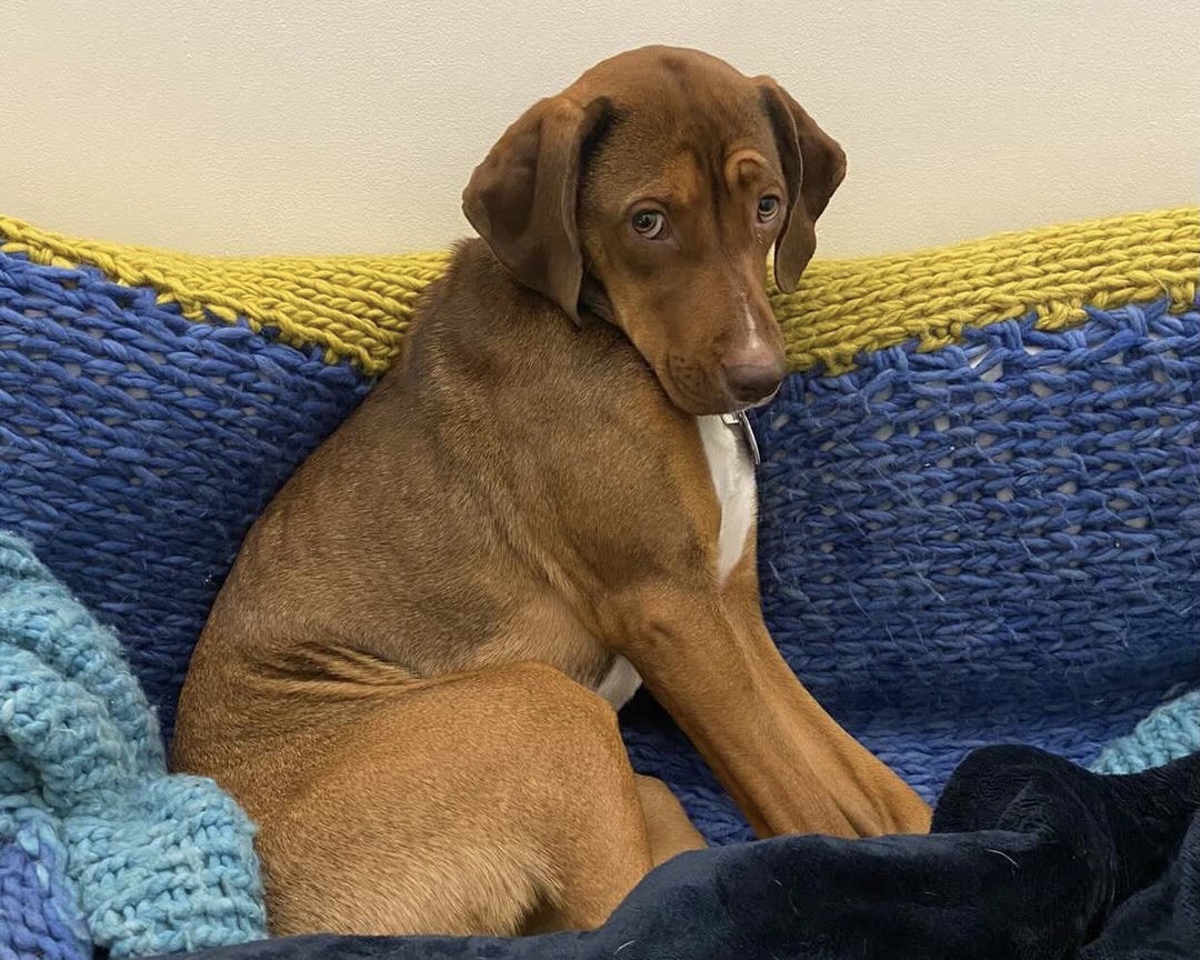 Pets of Zoom University: Lady Bird