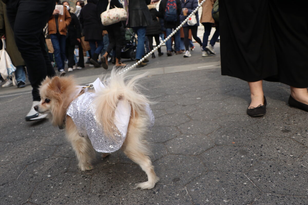 the side of a blonde Pomeranian who wears a silver sequined jacket with a white bow on the back.