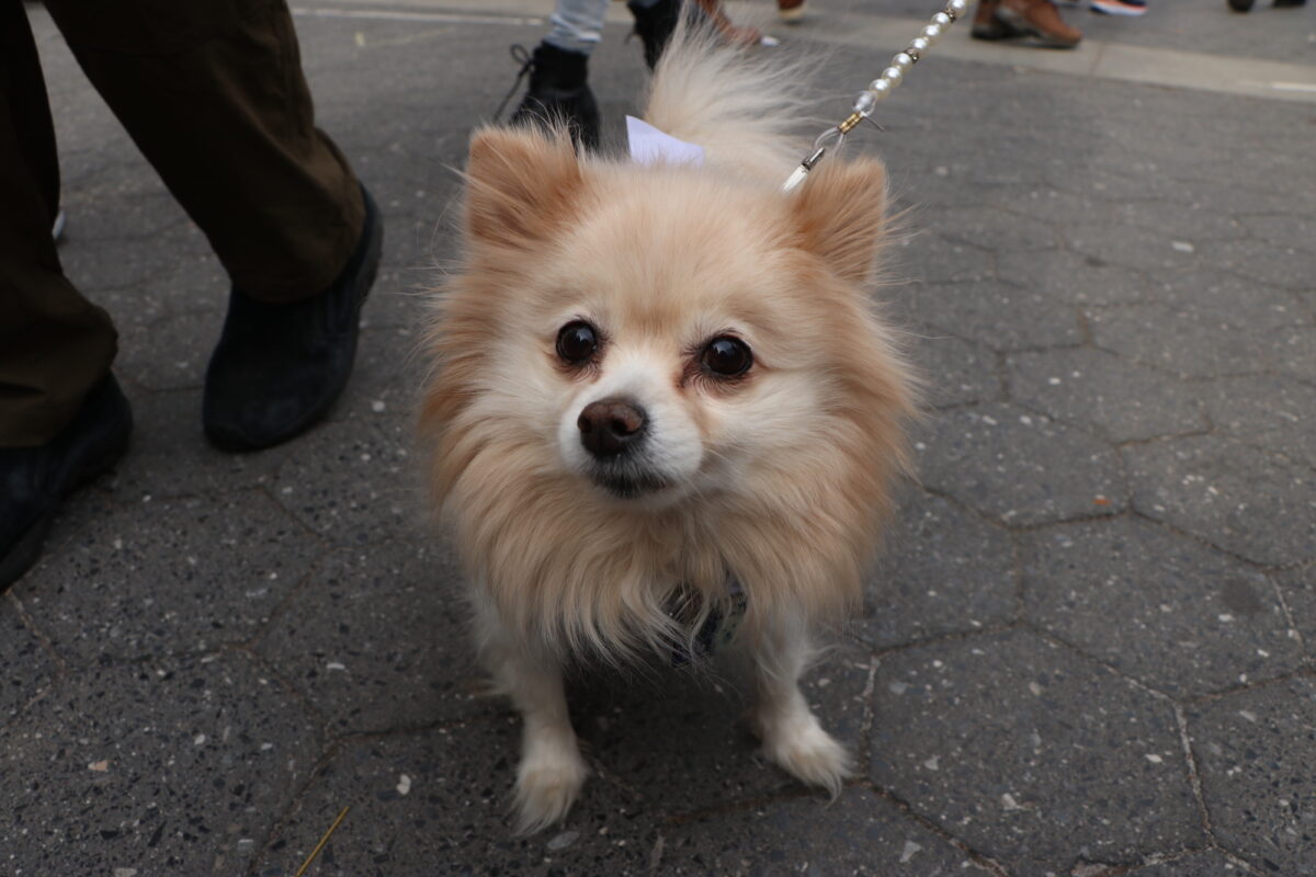 a closeup of the face of a blonde Pomeranian who looks towards the camera.