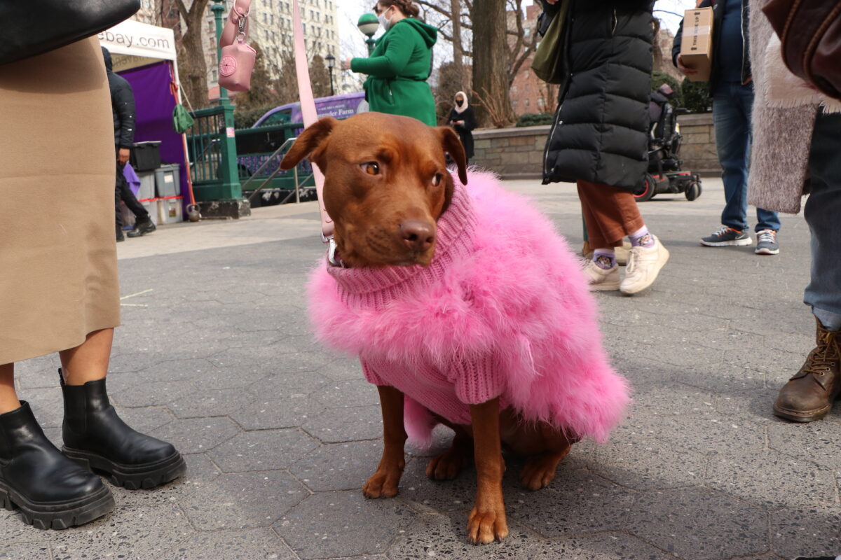 A tan staffordshire and rottweiler mix wearing a hot pink fluffy jumper sits on the paving at the Union Square Greenmarket.