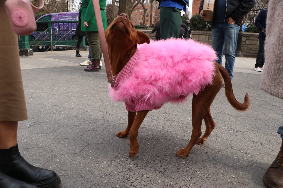 A tan Staffordshire and rottweiler mixed dog wearing a hot pink fluffy sweater stands with one leg poised off the ground.