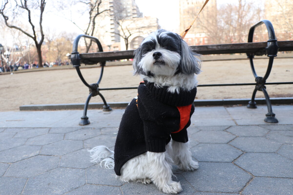 a black and white shih tzu wearing a black sweater and a red harness sits on the pavement and looks towards the camera with a view of Washington Square Park behind her.