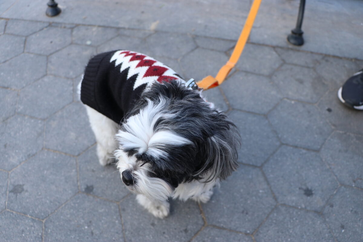 a downward view of a black and white shih tzu wearing a black sweater with a white and red diamond design running along her back.