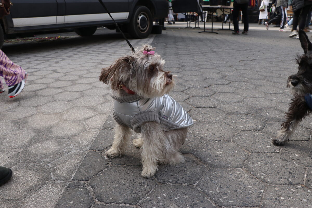 a gray miniature schnauzer sits, wearing a silver puffer jacket with short gray sleeves and a pink bow on top of her head.