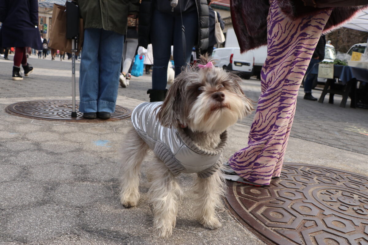 the miniature schnauzer stands upright and faces towards the camera. Her pink bow and puffer jacket are visible.
