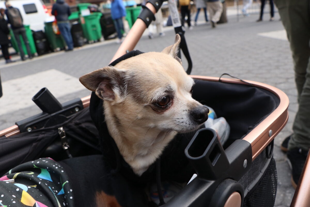A close up photo of the face of an older blonde chihuahua who sits in a stroller.