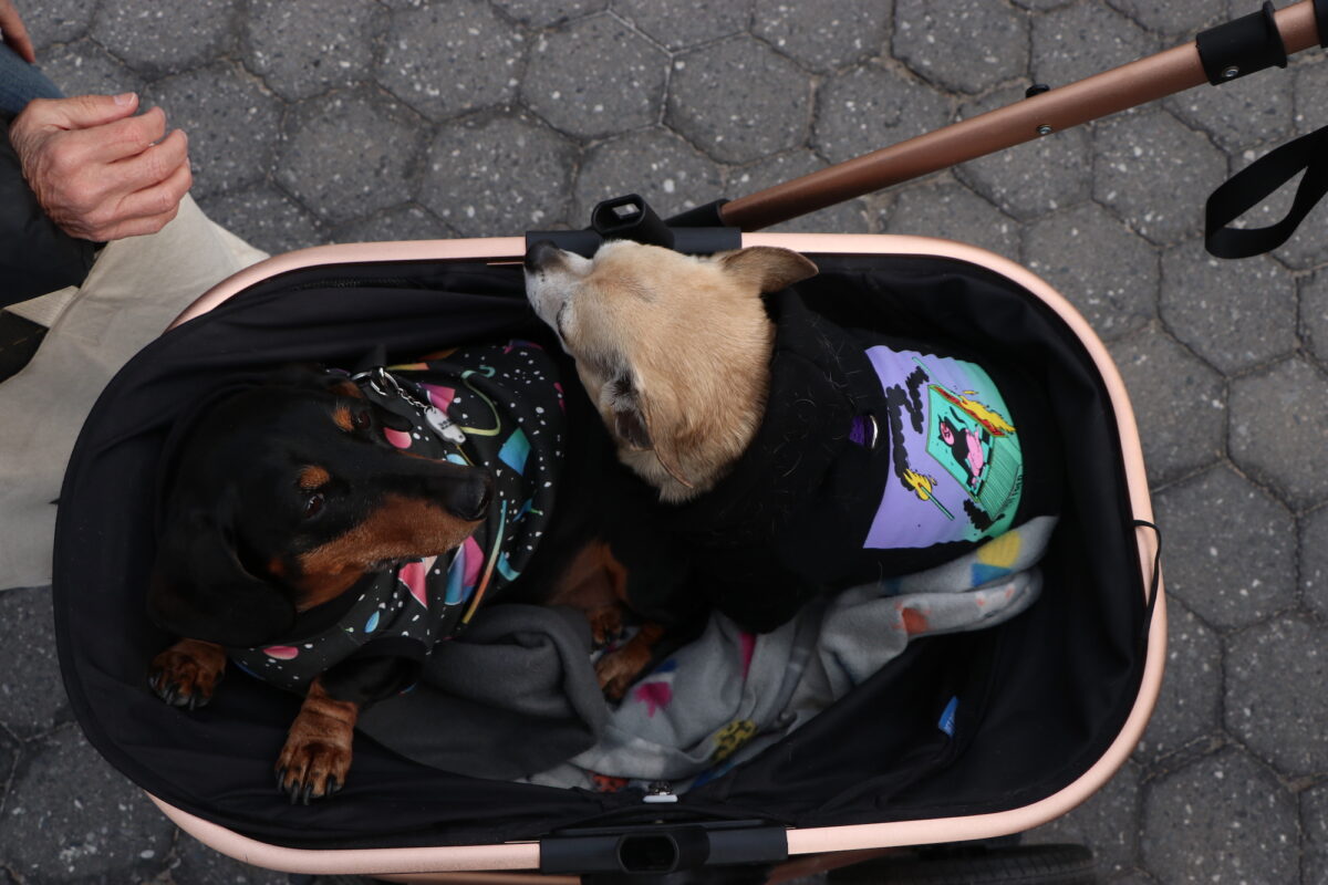 A birds eye view of a stroller containing a black and tan dachshund and a blonde chihuahua. The dachshund wears a black cosmic themed sweater and the chihuahua wears a black hoodie with a purple and mint themed comic design on the back.