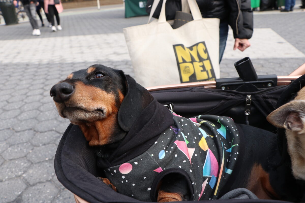 A black and tan miniature dachshund sits in a stroller wearing a graphic, cosmic-style sweater. 