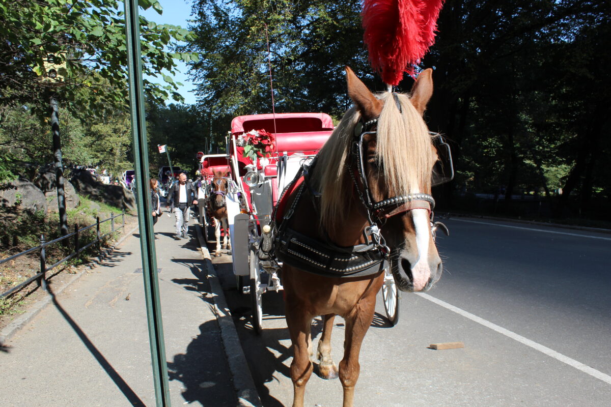 A horse with a red feather stands in Central Park. 