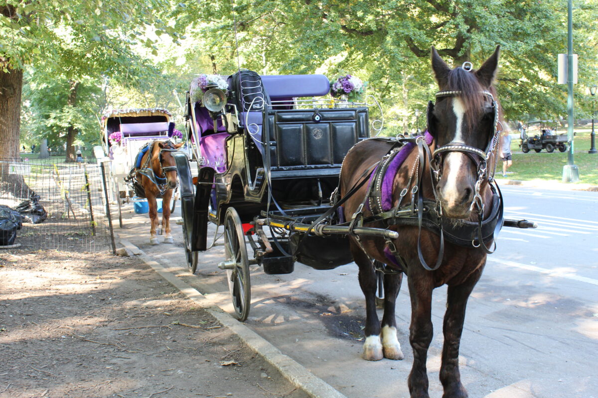 Two ornately dressed horses stand back-to-back in Central Park. 
