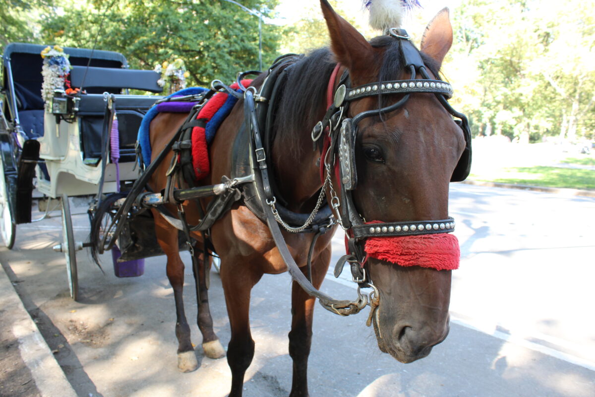 A horse adorned with accessories stands in Central Park.