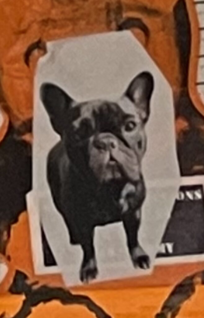 A black and white sticker of a French bulldog on an orange background. 