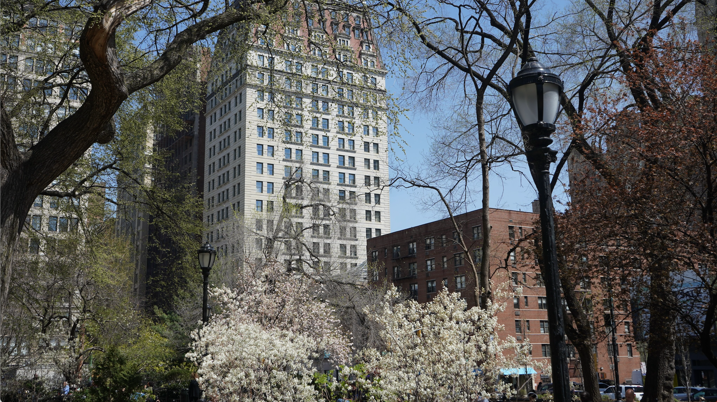 Image of white cherry blossom trees in Centraal Park in front of a white building.