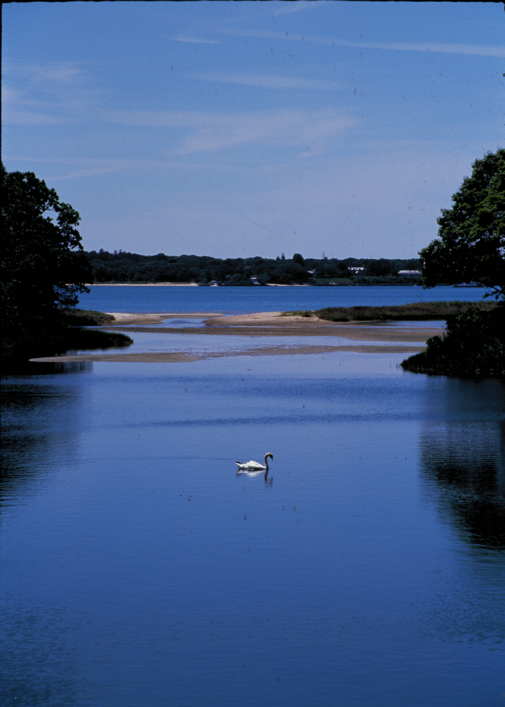 dark, moody photo of a lone swan in a lake
