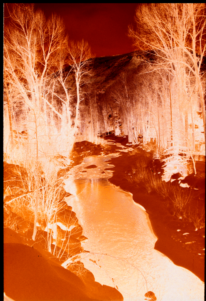 Inverted picture of the forest