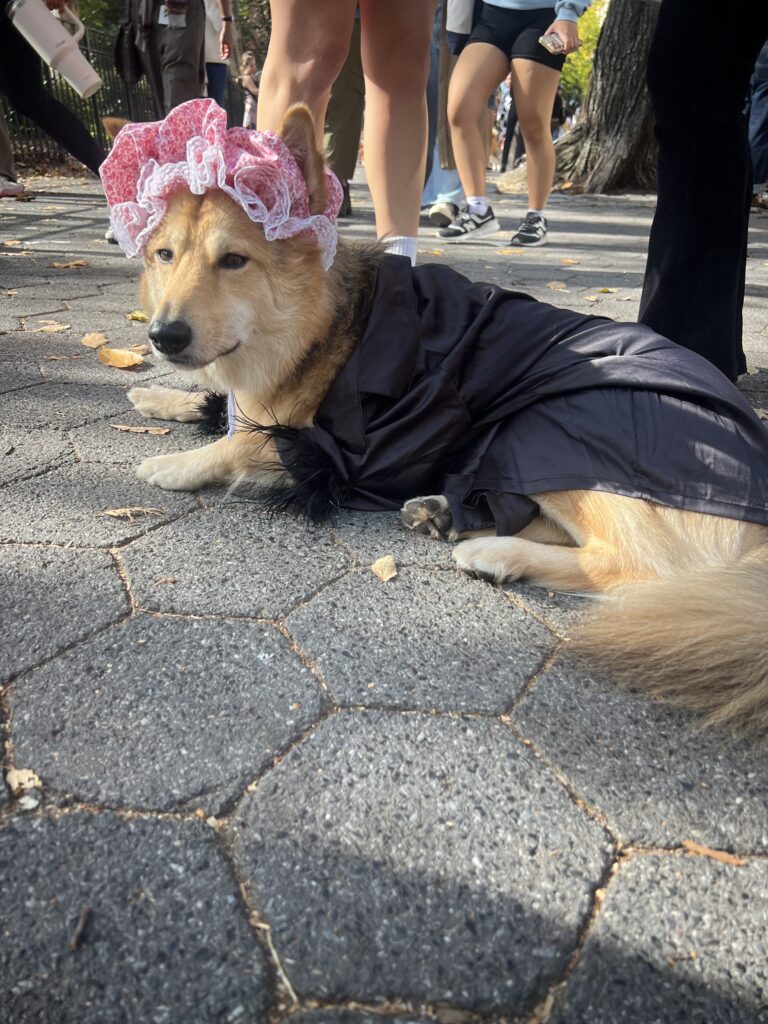 A dog with tan and white fur lies on a paved path outdoors, wearing a black outfit and a pink bonnet with white lace trim. People’s legs and feet are visible in the background, suggesting the photo was taken at an outdoor event or park.