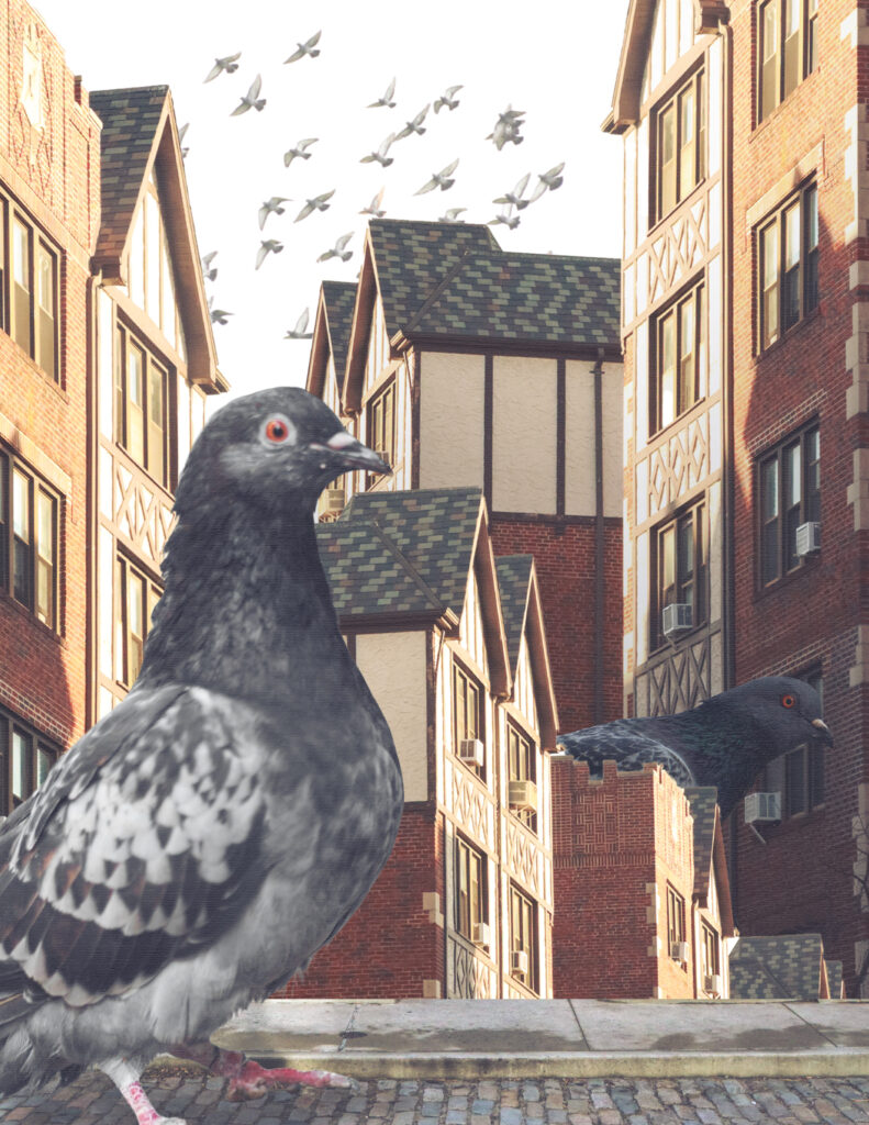 A collage showing giant pigeons poking out from behind buildings.
